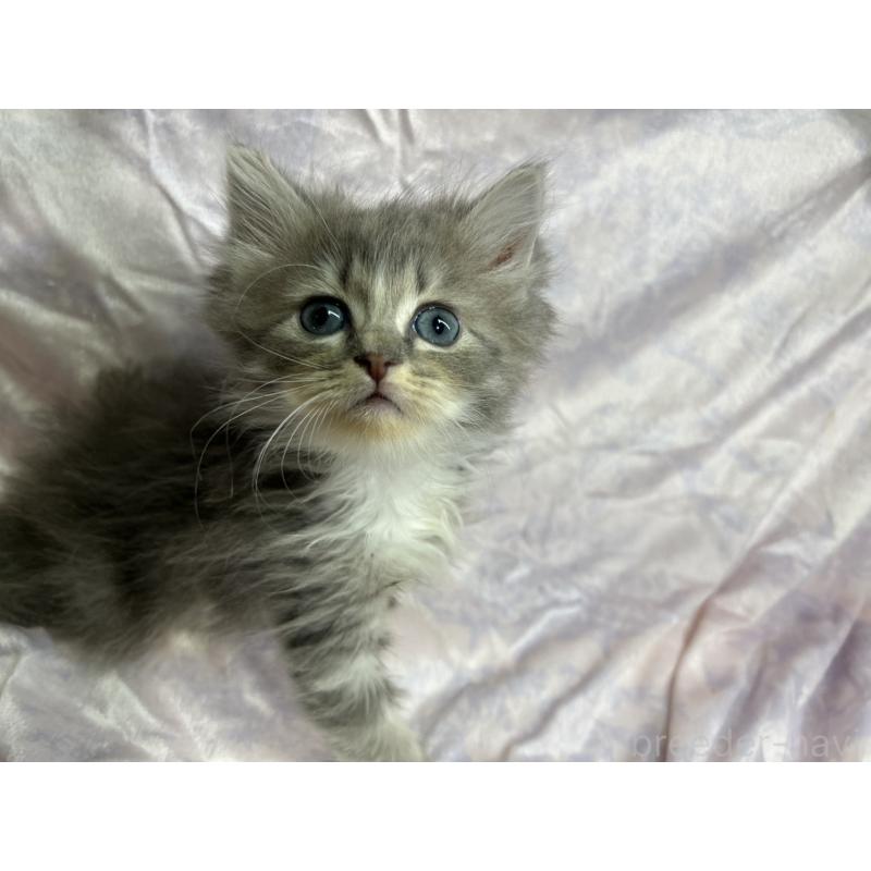 販売中の三重県のラガマフィン-133697の4枚目