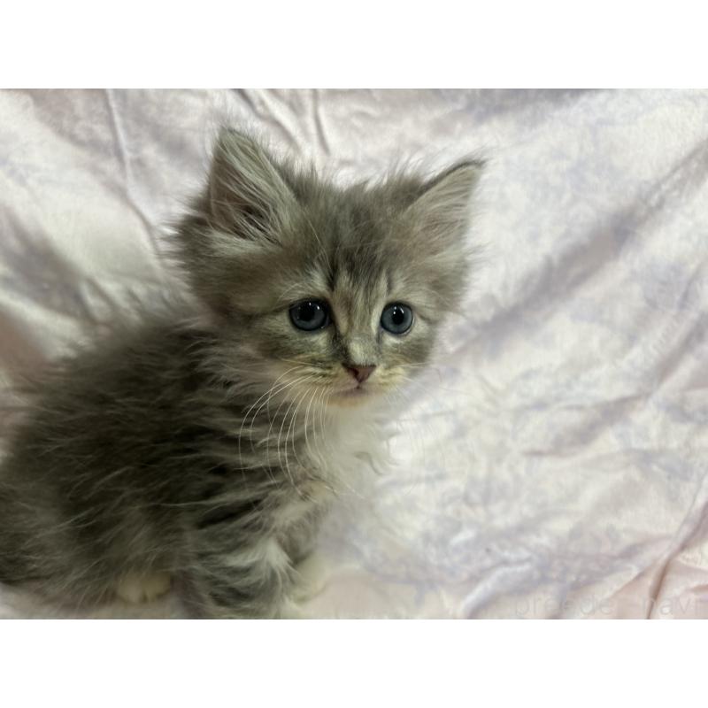 販売中の三重県のラガマフィン-133697の3枚目