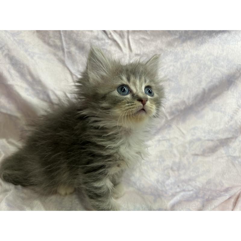 販売中の三重県のラガマフィン-133697の2枚目