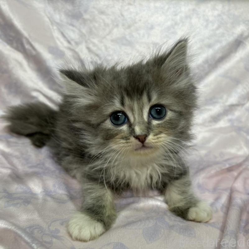 販売中の三重県のラガマフィン-133697の1枚目