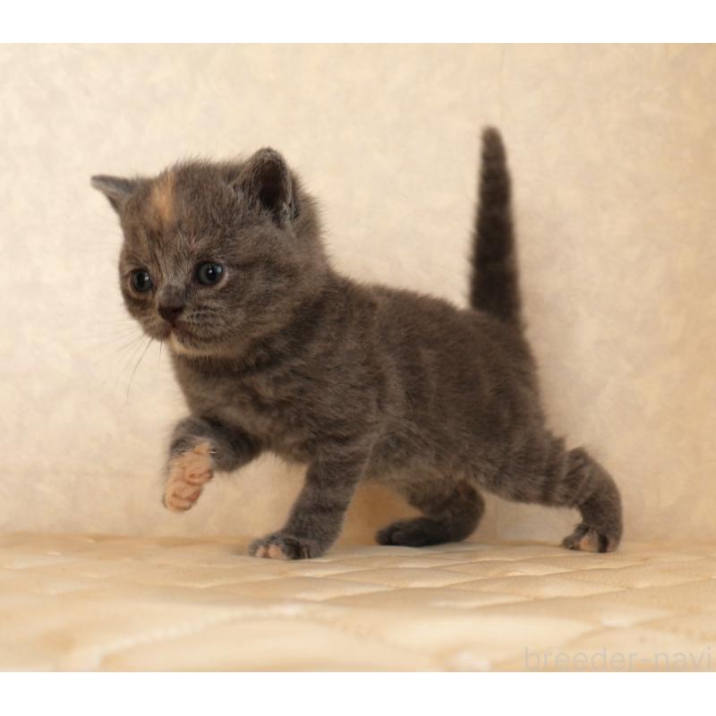 販売中の静岡県のブリティッシュショートヘア-133528の13枚目