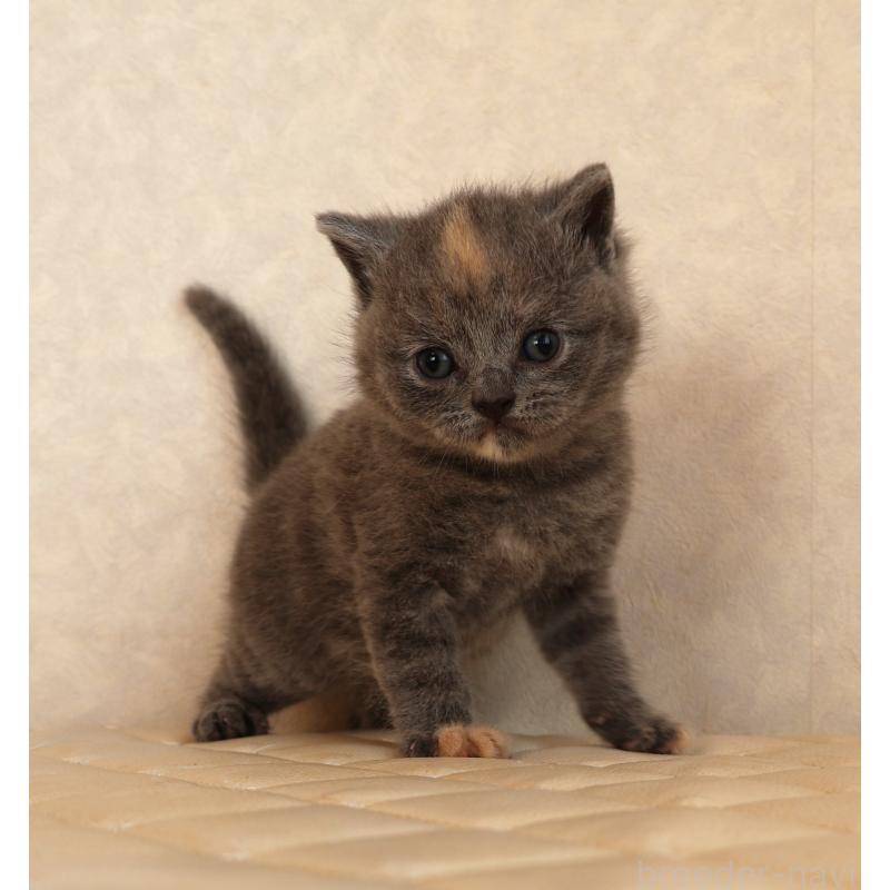 販売中の静岡県のブリティッシュショートヘア-133528の12枚目