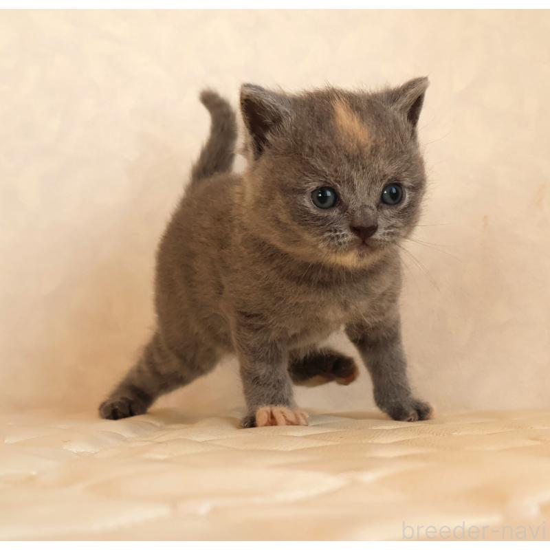 販売中の静岡県のブリティッシュショートヘア-133528