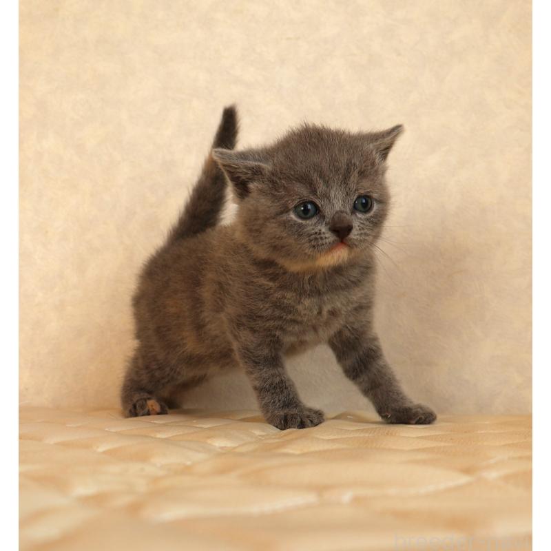 販売中の静岡県のブリティッシュショートヘア-133529