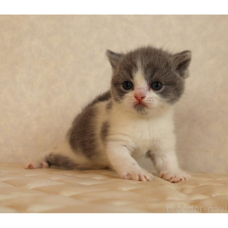 販売中の静岡県のブリティッシュショートヘア-133526の16枚目