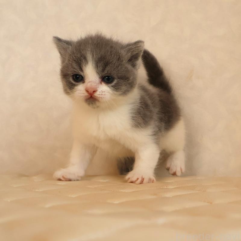 販売中の静岡県のブリティッシュショートヘア-133526の15枚目