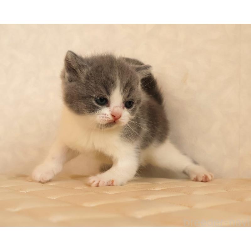 販売中の静岡県のブリティッシュショートヘア-133526の14枚目