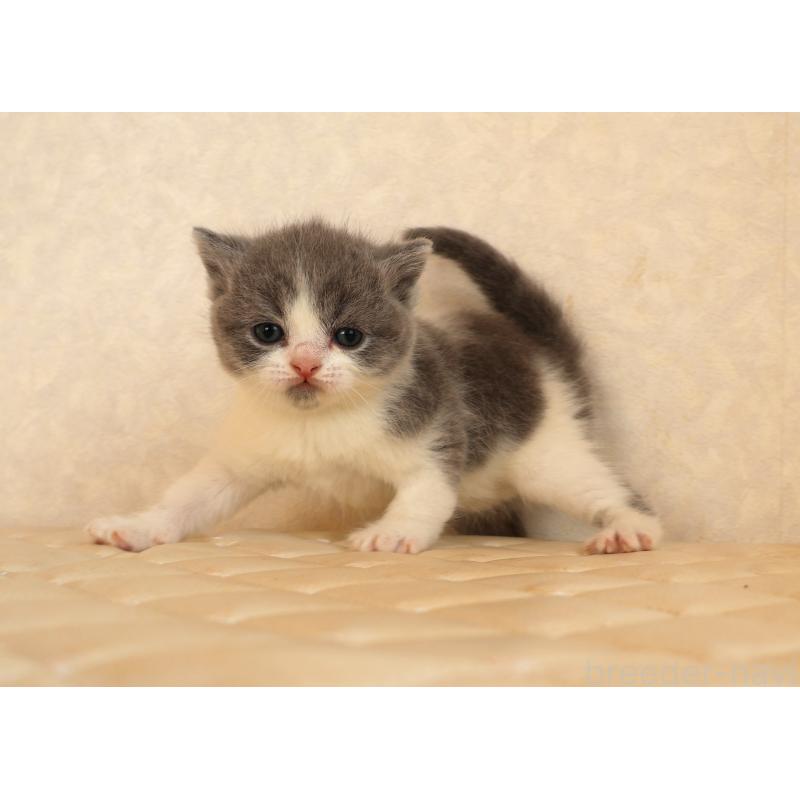 販売中の静岡県のブリティッシュショートヘア-133526の13枚目