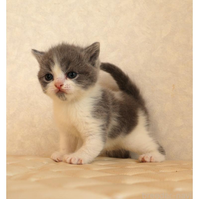 販売中の静岡県のブリティッシュショートヘア-133526の12枚目