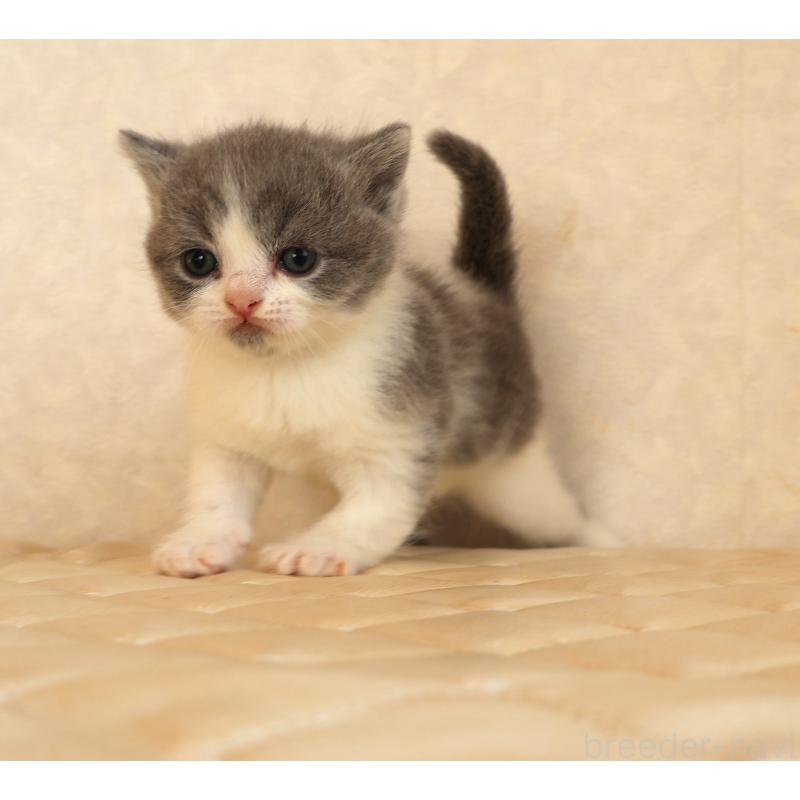 販売中の静岡県のブリティッシュショートヘア-133526