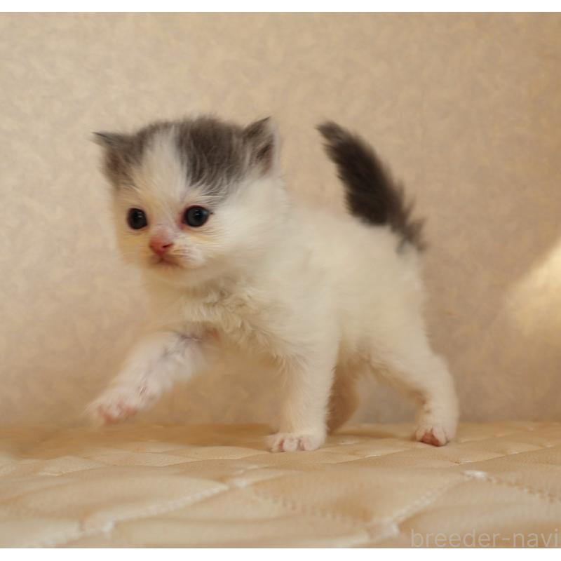 販売中の静岡県のブリティッシュロングヘア-133527の15枚目