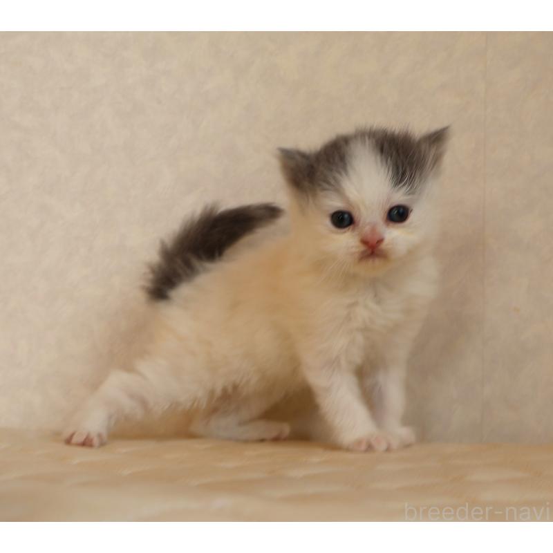 販売中の静岡県のブリティッシュロングヘア-133527の14枚目