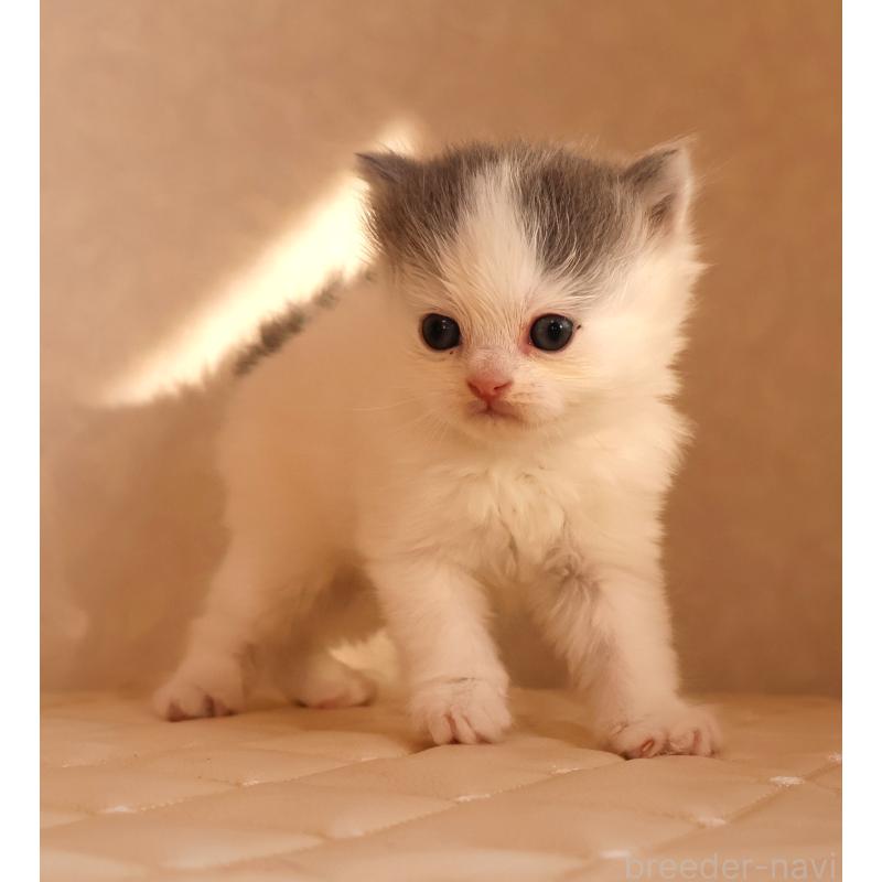 販売中の静岡県のブリティッシュロングヘア-133527の13枚目