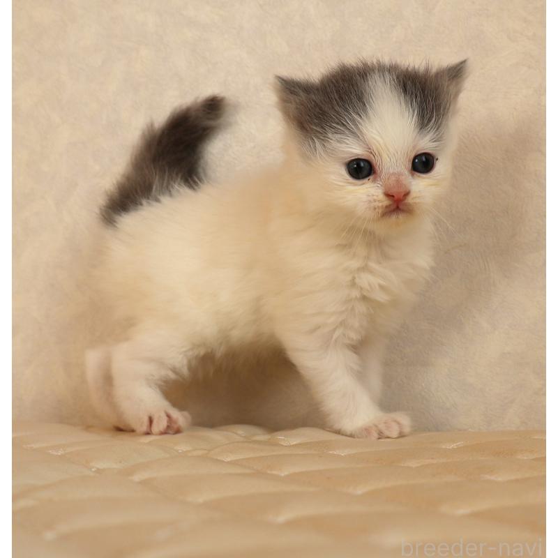 販売中の静岡県のブリティッシュロングヘア-133527の12枚目