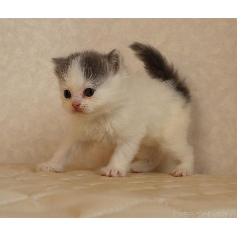 販売中の静岡県のブリティッシュロングヘア-133527