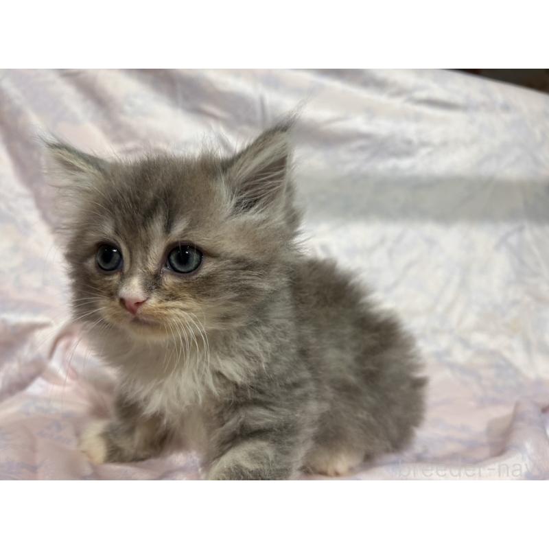 販売中の三重県のラガマフィン-133698の10枚目