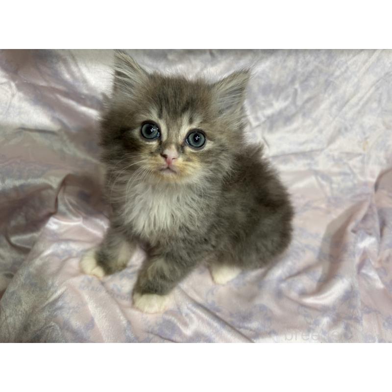 販売中の三重県のラガマフィン-133698の8枚目