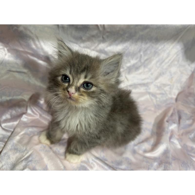 販売中の三重県のラガマフィン-133698の7枚目