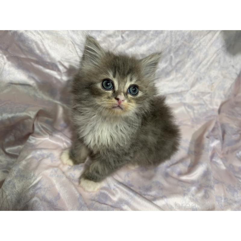 販売中の三重県のラガマフィン-133698の6枚目