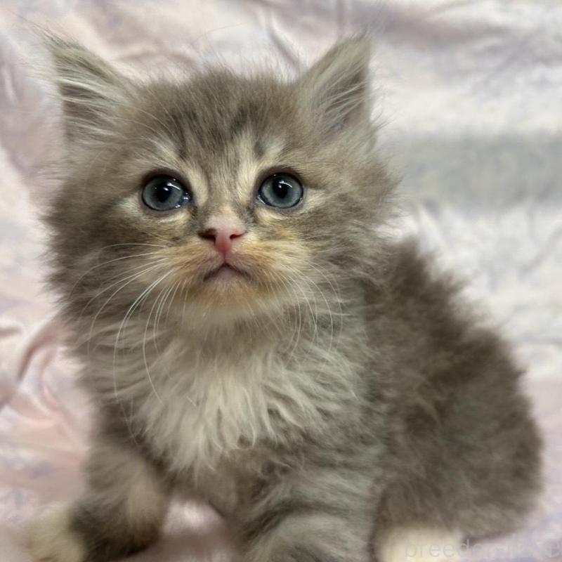 販売中の三重県のラガマフィン-133698