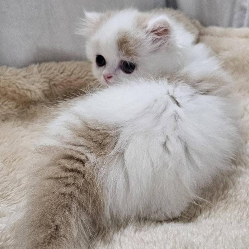 販売中の大阪府のミヌエット(短足)-133699の5枚目