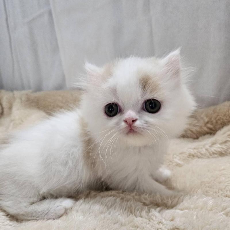 販売中の大阪府のミヌエット(短足)-133699の1枚目