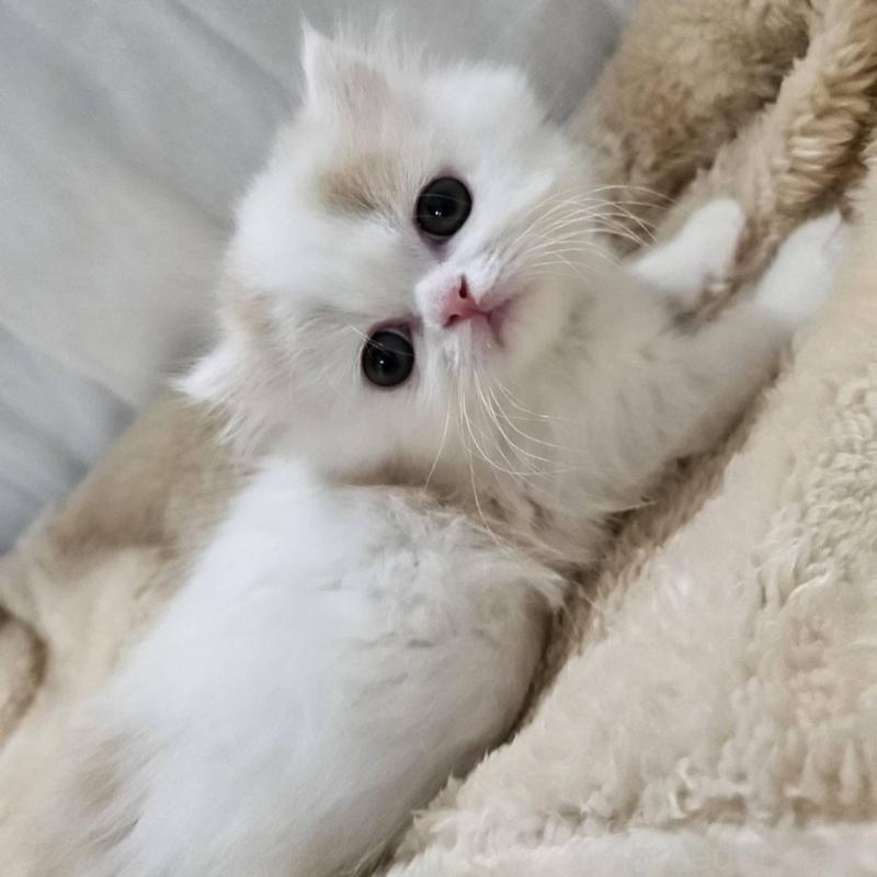 販売中の大阪府のミヌエット(短足)-133699の4枚目