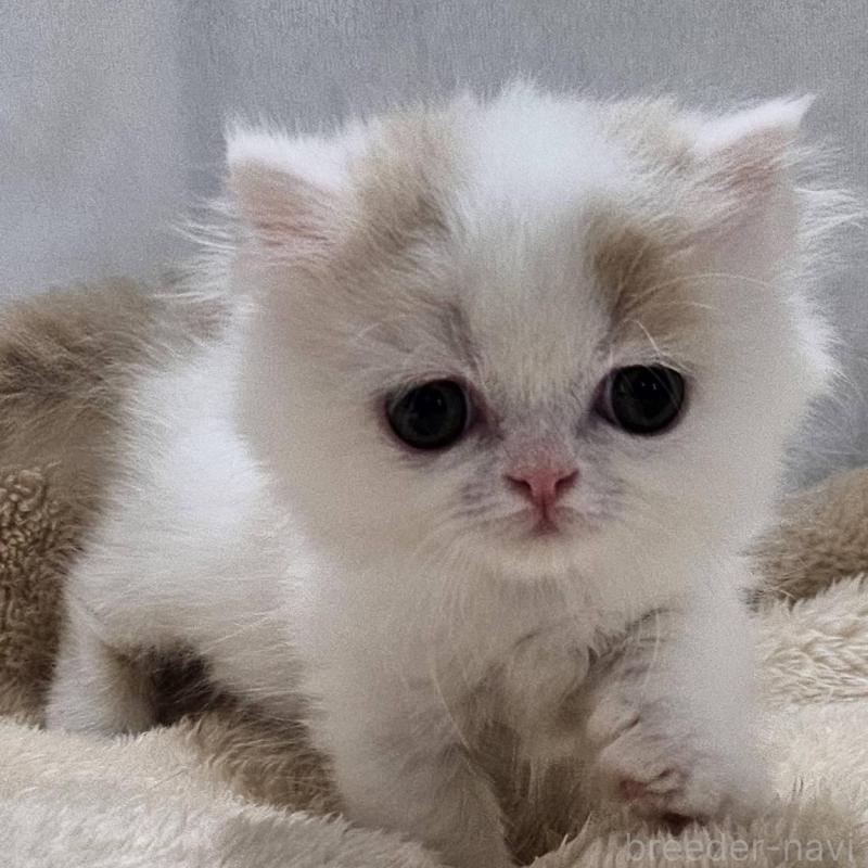 販売中の大阪府のミヌエット(短足)-133699の2枚目