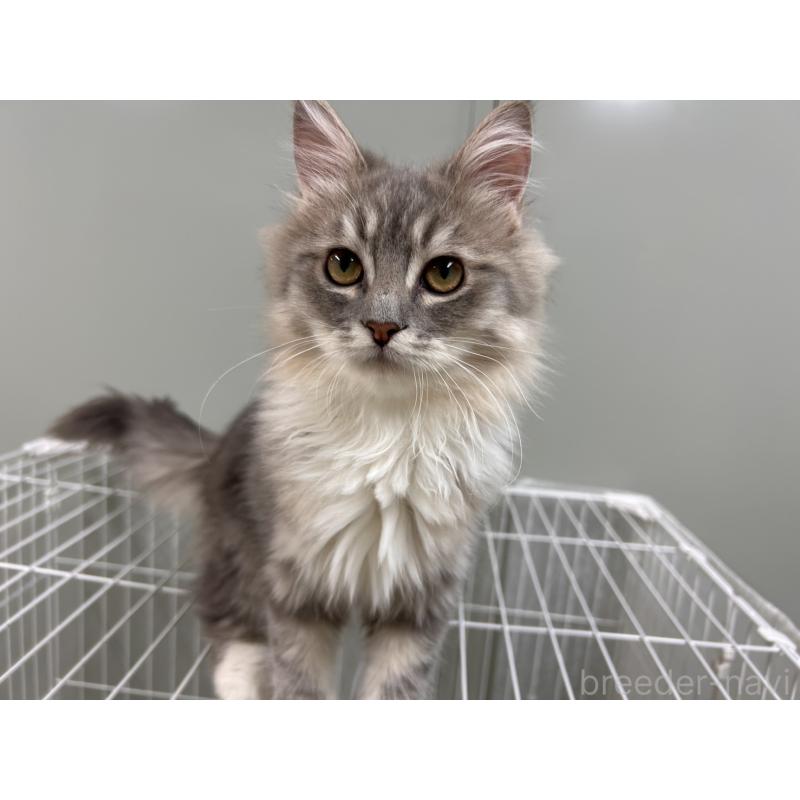 販売中の三重県のラガマフィン-133700の8枚目