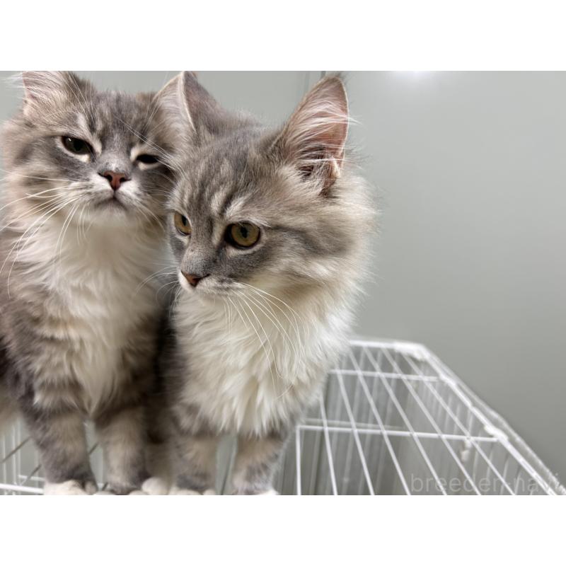 販売中の三重県のラガマフィン-133700の7枚目