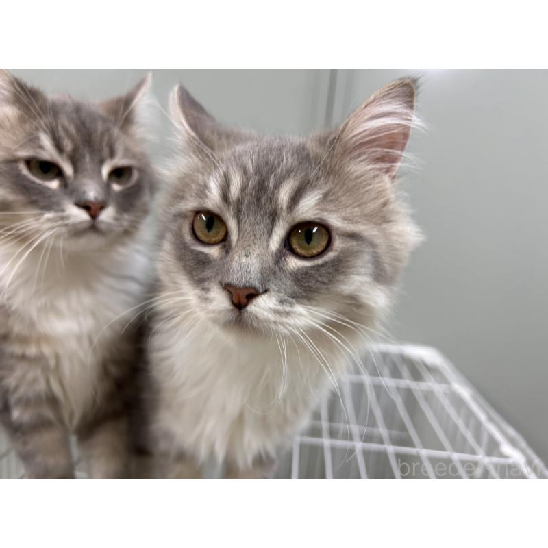 販売中の三重県のラガマフィン-133700の6枚目