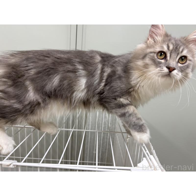 販売中の三重県のラガマフィン-133700の5枚目