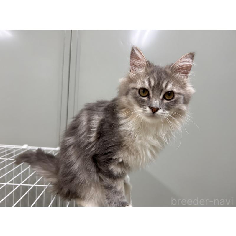 販売中の三重県のラガマフィン-133700の4枚目