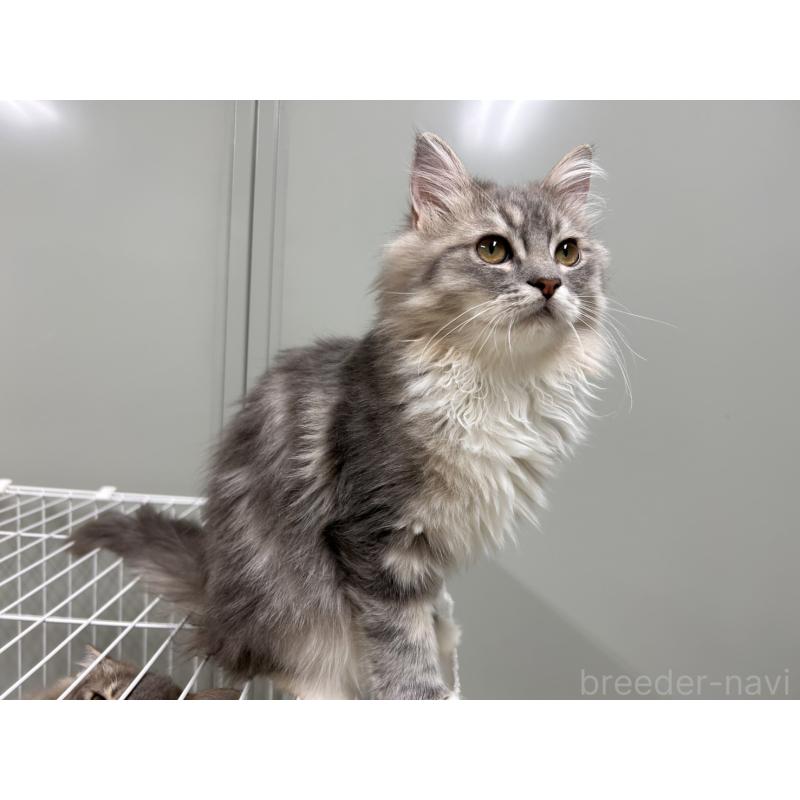 販売中の三重県のラガマフィン-133700の3枚目