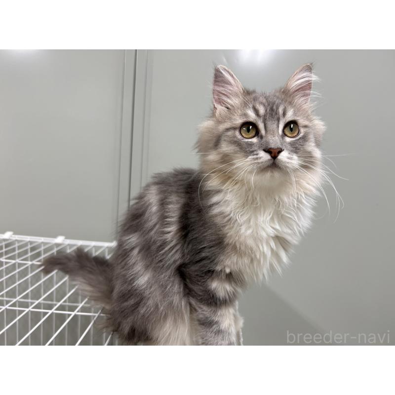 販売中の三重県のラガマフィン-133700の2枚目