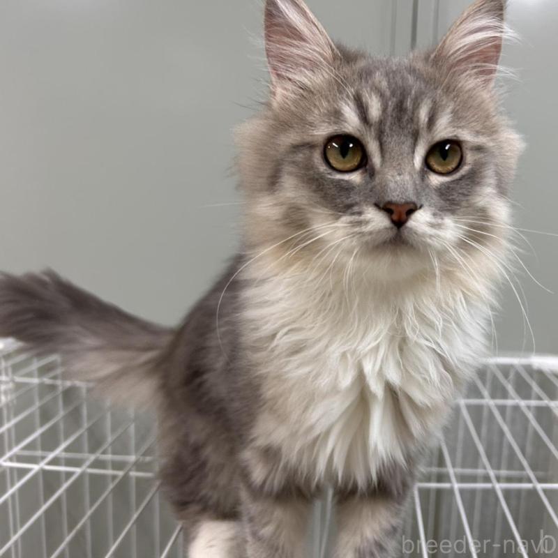 販売中の三重県のラガマフィン-133700の1枚目