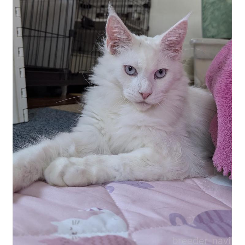 販売中の愛媛県のメインクーン-123037