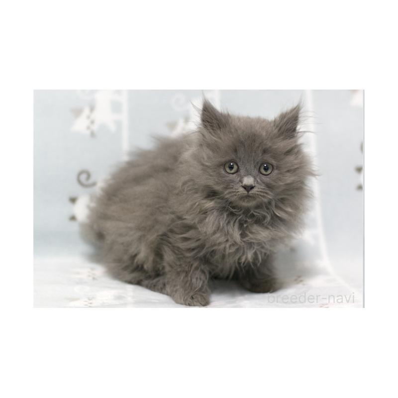 販売中の群馬県のミヌエット-131388の5枚目