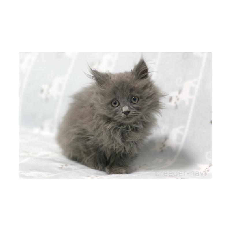 販売中の群馬県のミヌエット-131388の4枚目