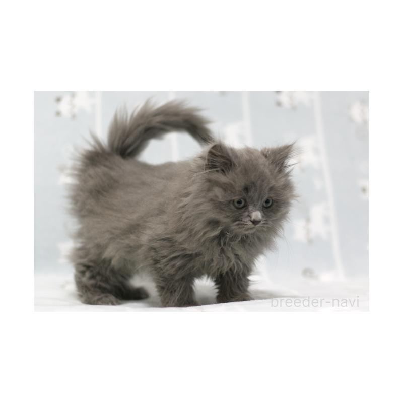 販売中の群馬県のミヌエット-131388の3枚目