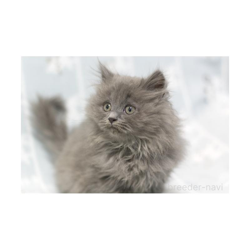 販売中の群馬県のミヌエット-131388の2枚目