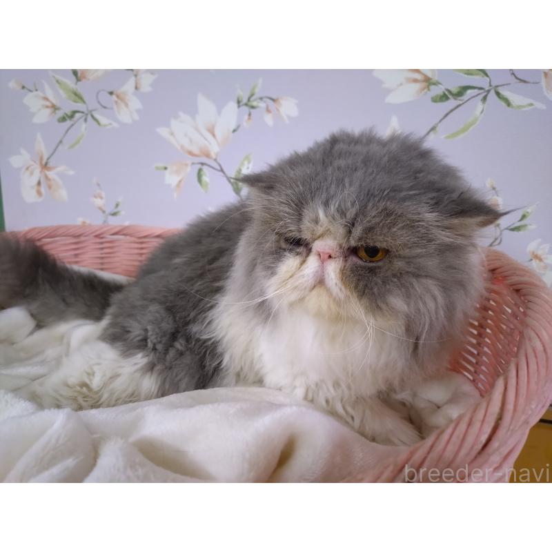 販売中の大阪府のエキゾチックロングヘア-130218の6枚目