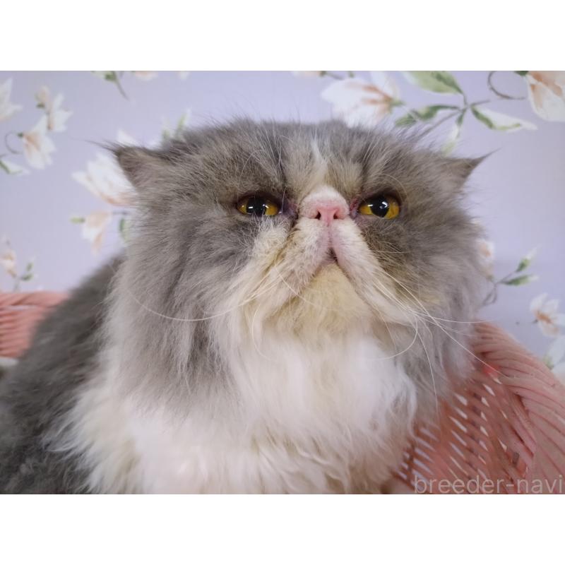 販売中の大阪府のエキゾチックロングヘア-130218の5枚目