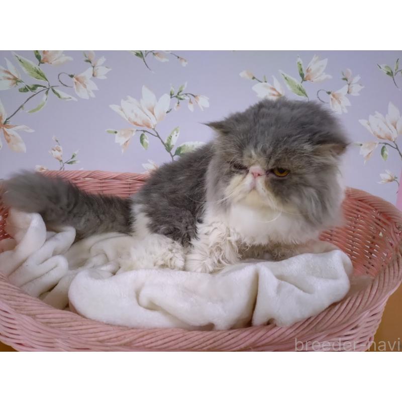 販売中の大阪府のエキゾチックロングヘア-130218の4枚目