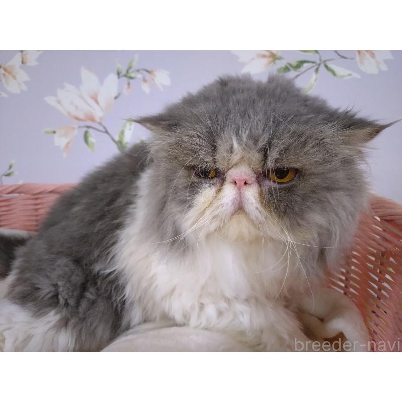 販売中の大阪府のエキゾチックロングヘア-130218の2枚目