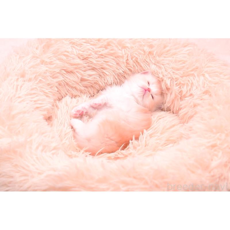 販売中の茨城県のサイベリアン-133701の5枚目