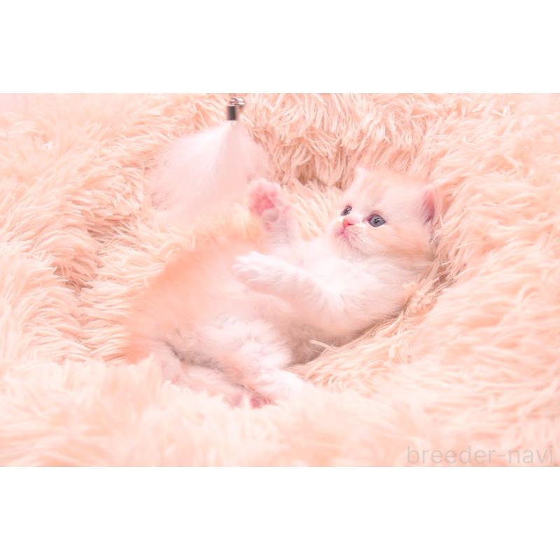 販売中の茨城県のサイベリアン-133701の4枚目