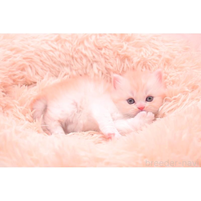 販売中の茨城県のサイベリアン-133701の3枚目