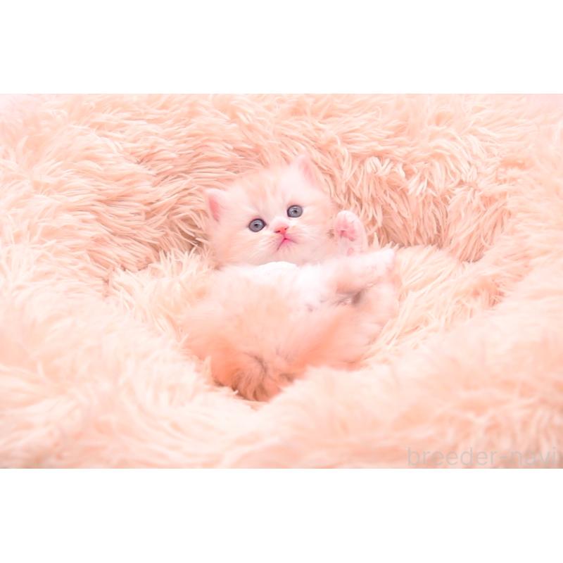 販売中の茨城県のサイベリアン-133701の2枚目