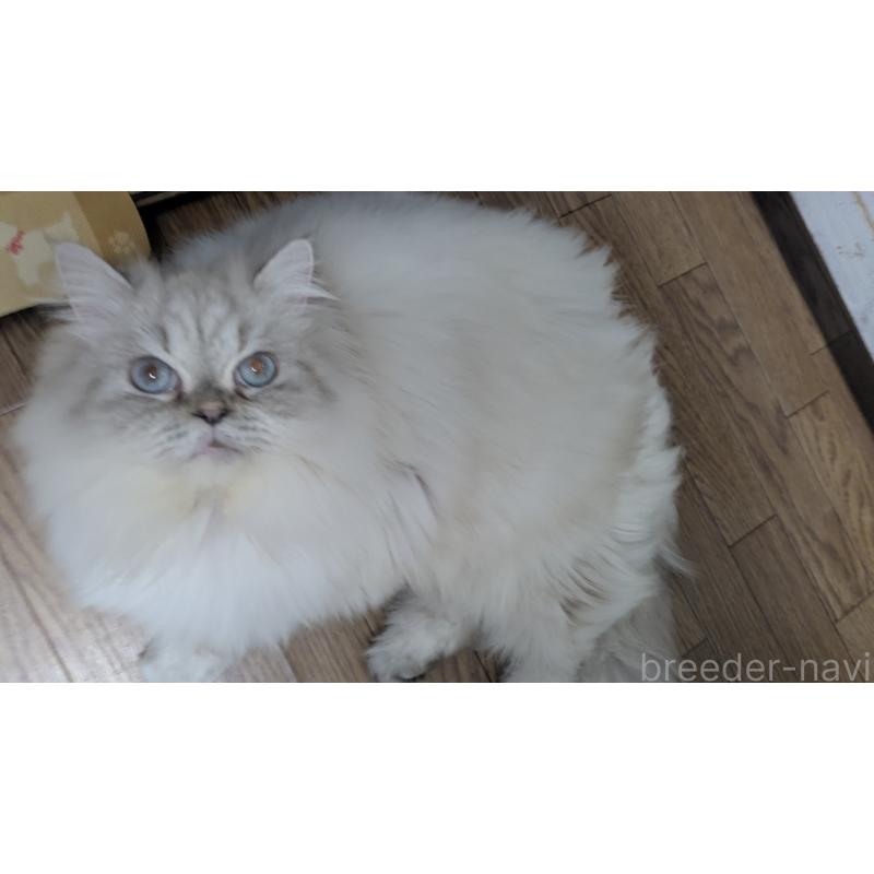 販売中の大阪府のミヌエット-127978の3枚目